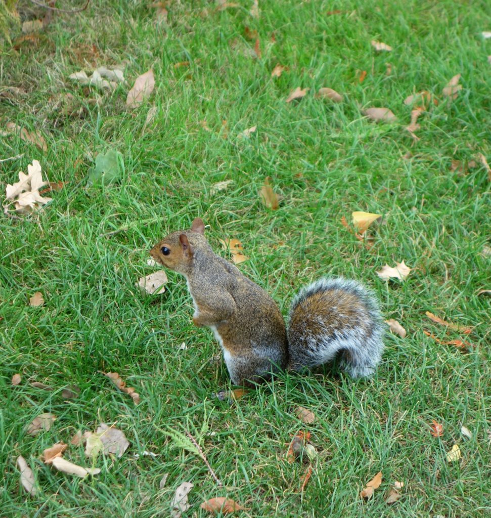 Squirrel in London