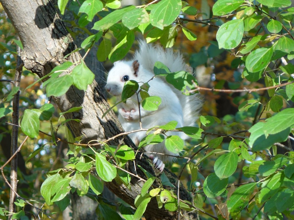 White squirrel