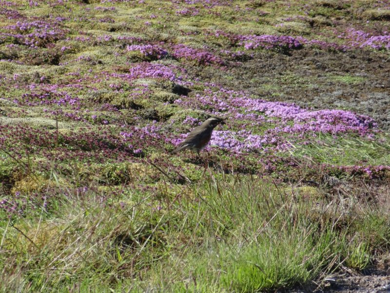 Bird in Geysir, Iceland