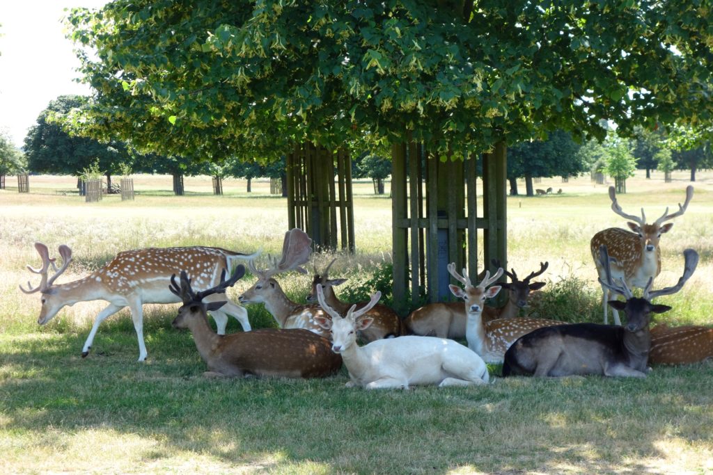 Hampton Court Park