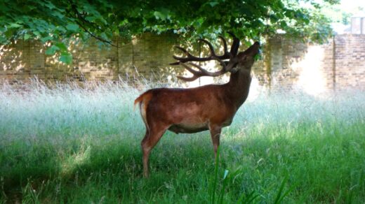 Deer in Bushy Park