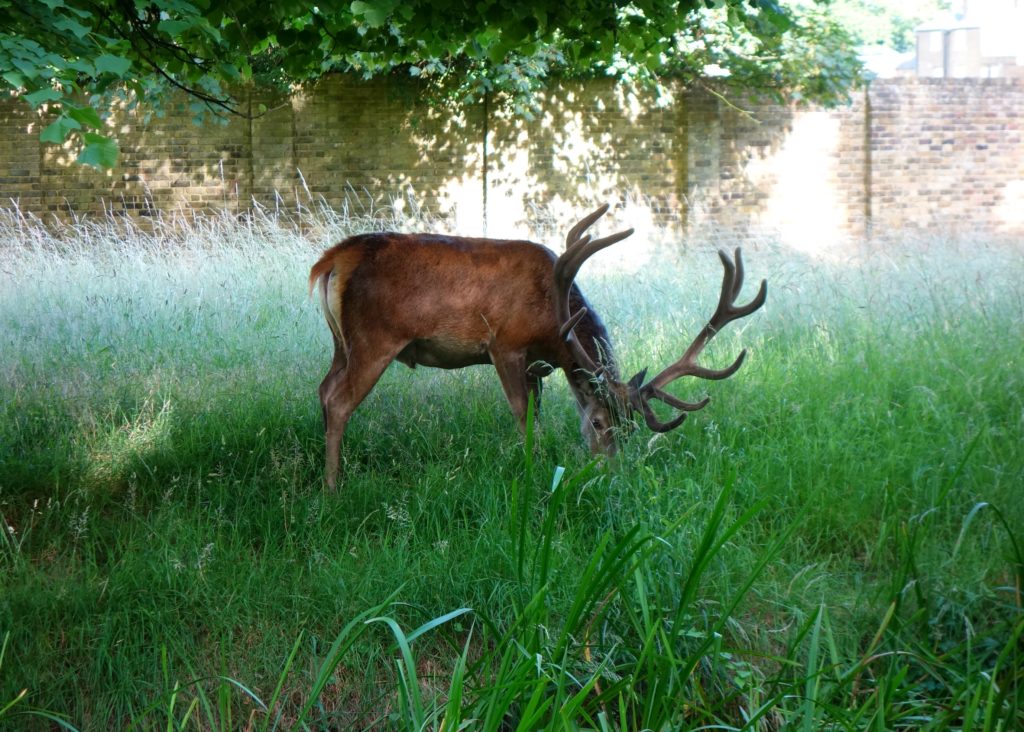 Deer in Bushy Park