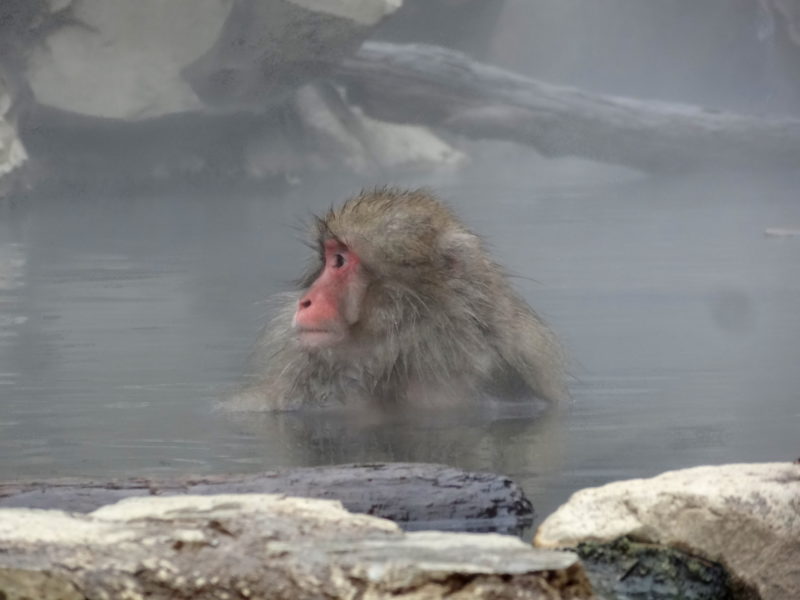 Jigokudani Snow Monkey at the hot spring