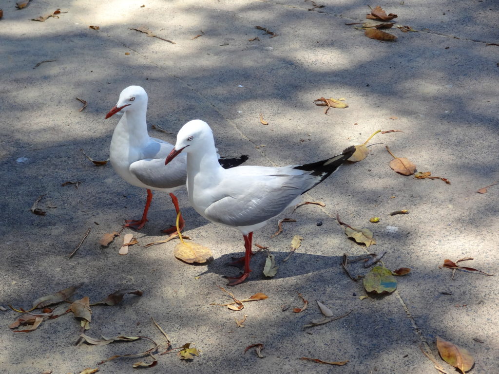 Seagulls, Sydney