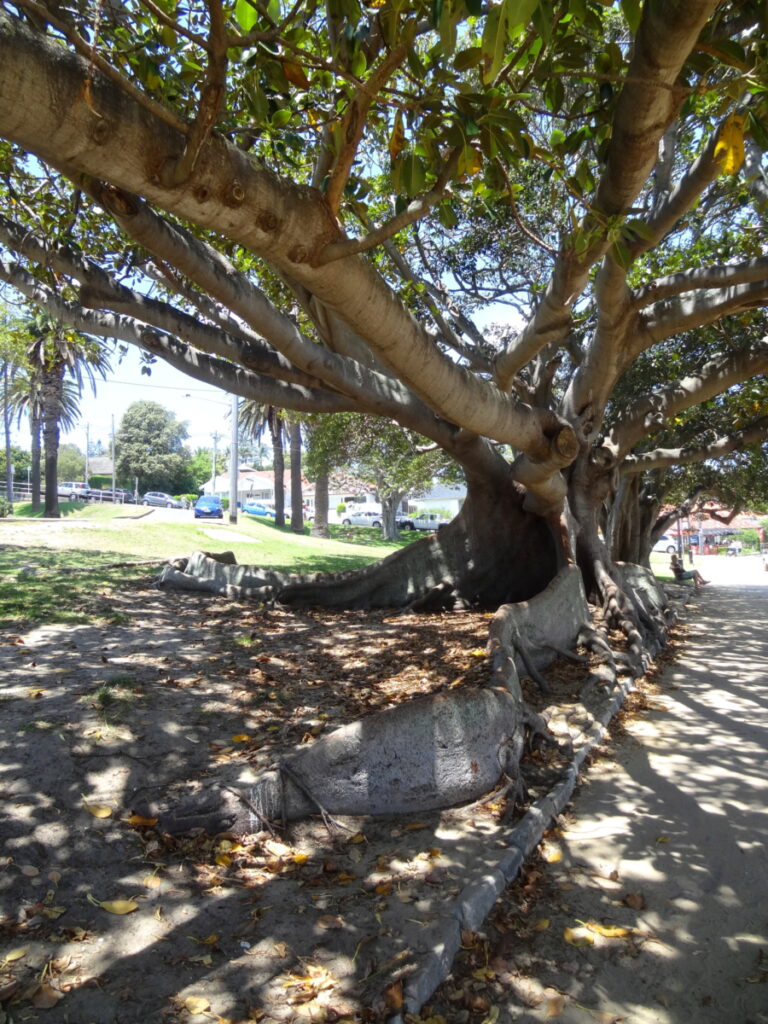 Impressive tree, Sydney