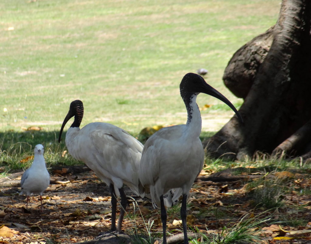 Ibises, Sydney