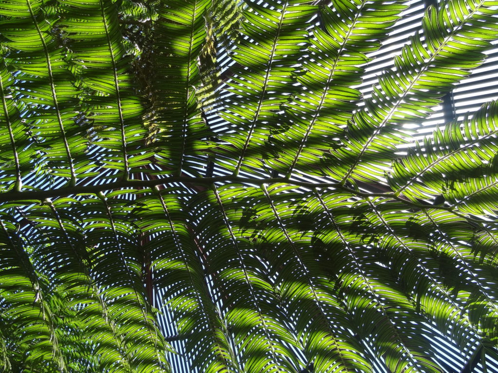 The Royal Botanic Garden Sydney