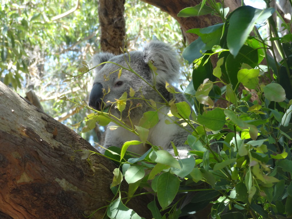 Taronga Zoo, Sydney