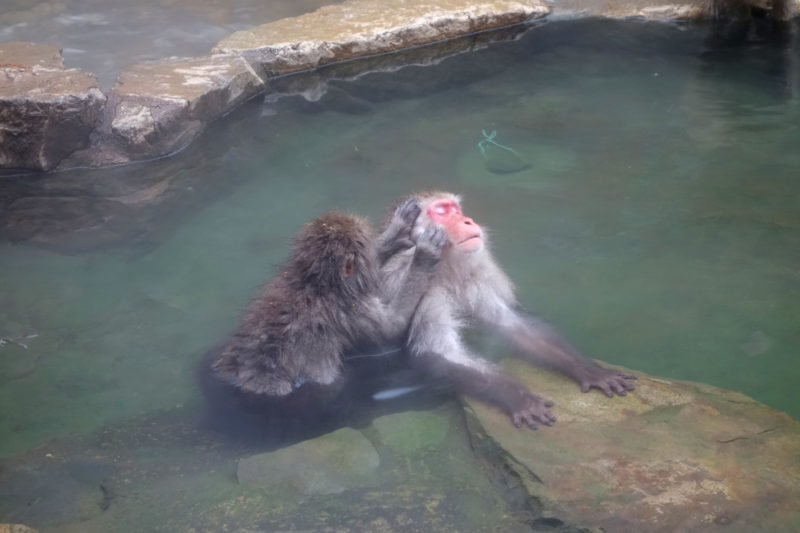 Jigokudani Snow Monkeys relaxing