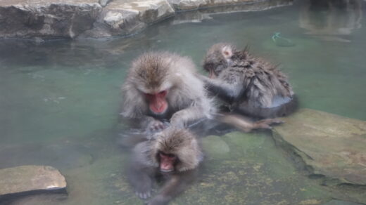 Monkeys in the hot spring water