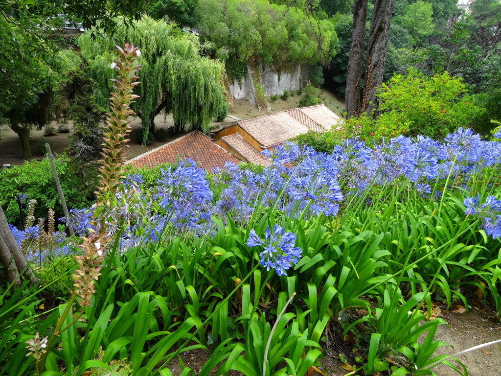 Blue flowers in Sintra