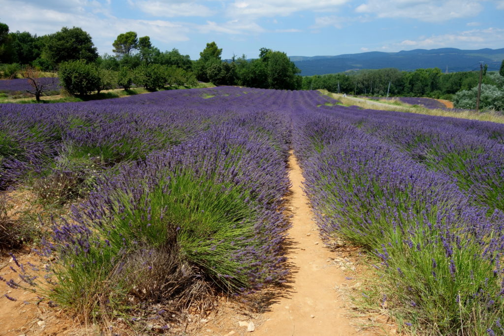 Lavender field, Provence