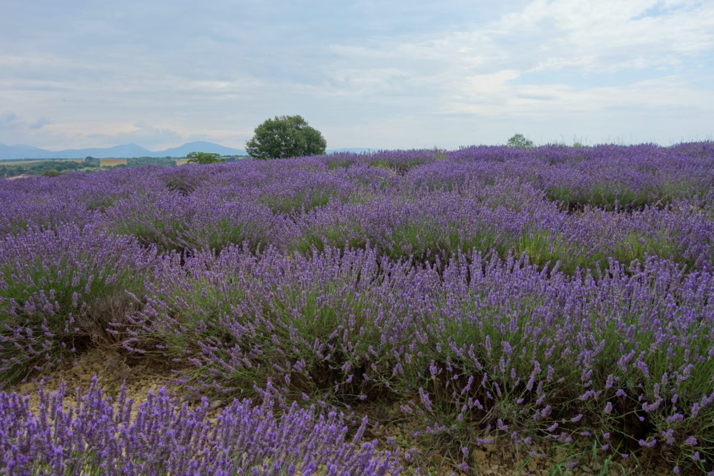 Lavender field, Provence