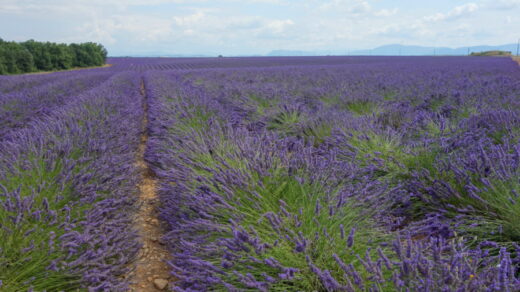 Lavender field