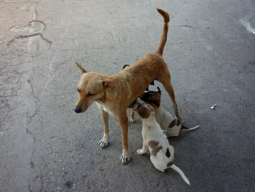 Dog and puppies
