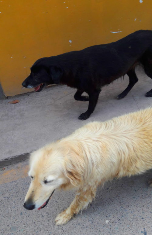 Two dogs in Ollantaytambo