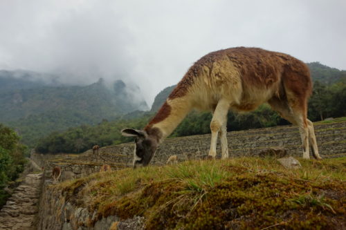 Lama