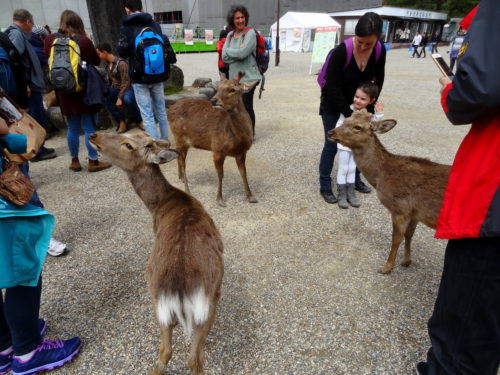 Deers in Nara