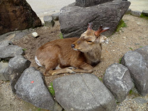 Deer in Nara