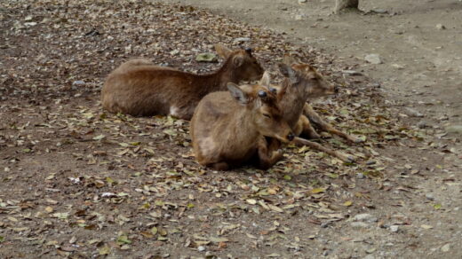 Deers in Nara