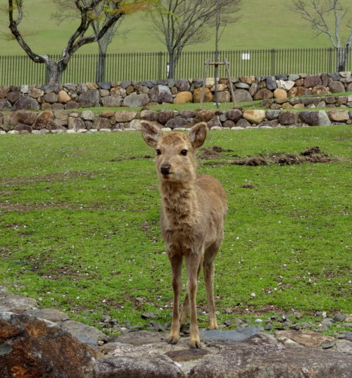 Young deer