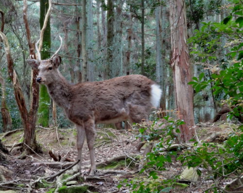 Deer in the forest