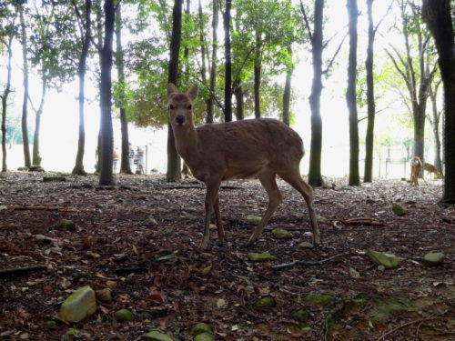 Deer in Nara