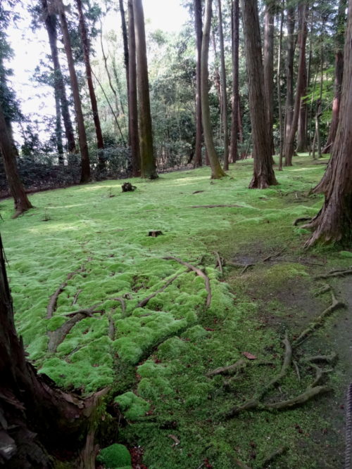 Forest in Nara