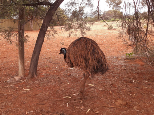 Emu