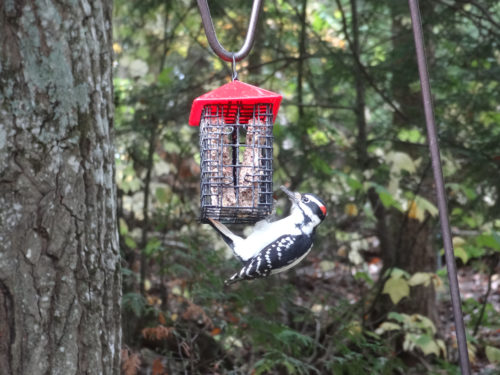 Hairy Woodpecker