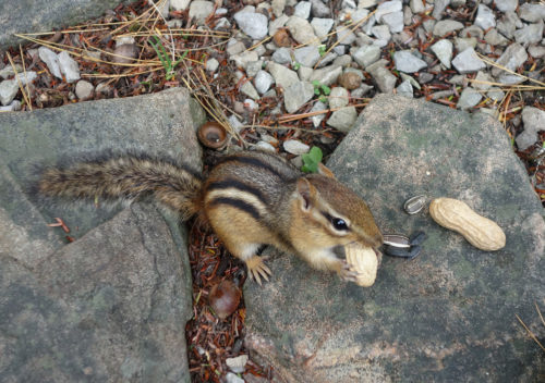 Chipmunk in the cottage in Canada