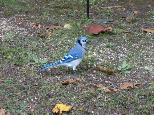 Blue Jay in the cottage in Canada