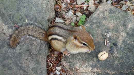 Chipmunk