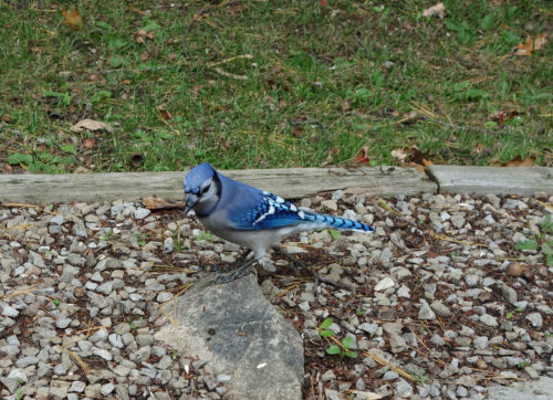 Blue Jay