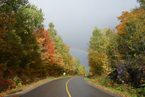 Forest and road in Canada