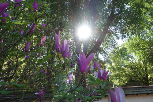 Purple flowers in the Japanese garden