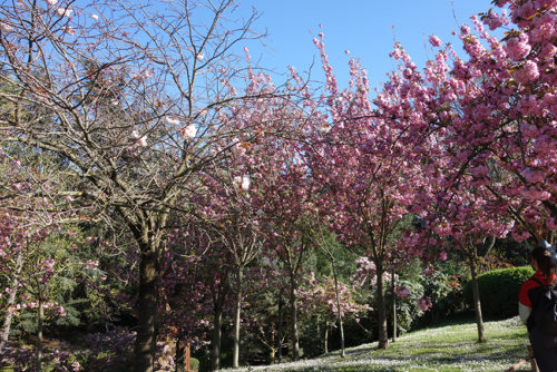 Blooming cherry trees