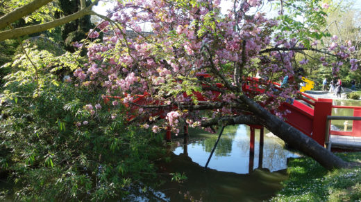 Japanese garden