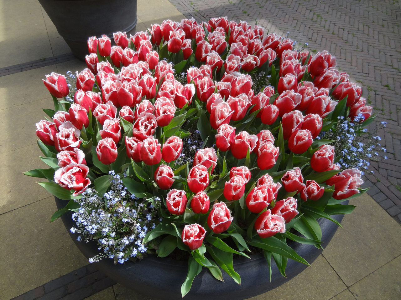 Tulips in a pot