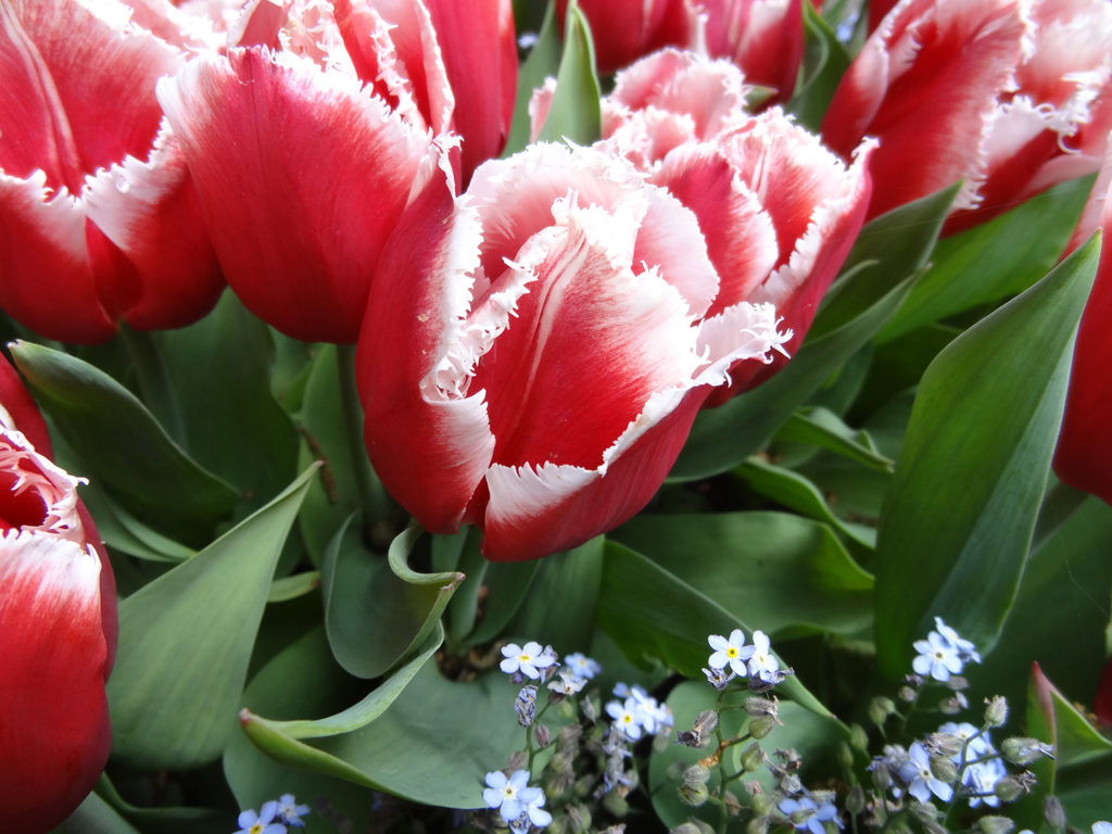 Close-up red tulips