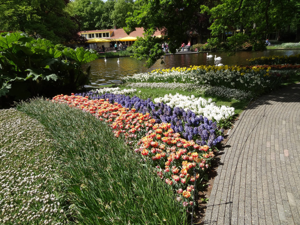Flowers and swans
