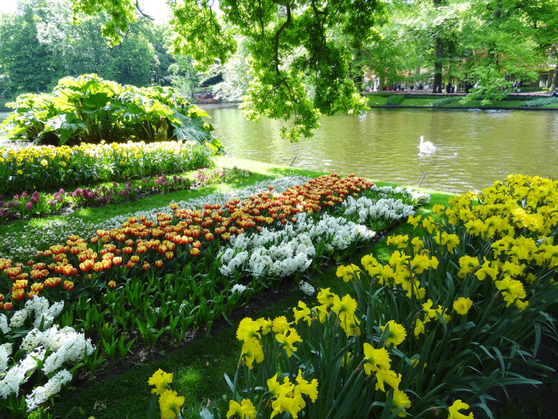 Swans and flowers in Keukenhof