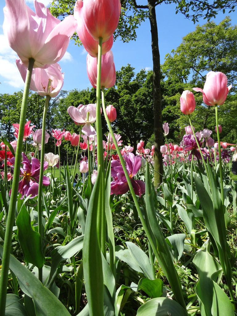 Tulips in Keukenhof