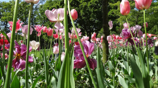 Tulips in Keukenhof