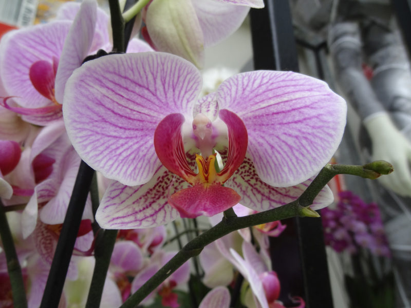 Orchid