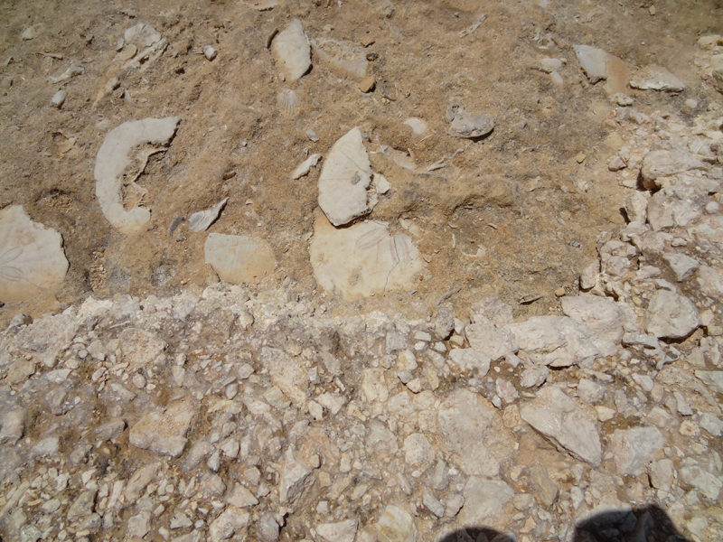 Fossils at the Azure Window