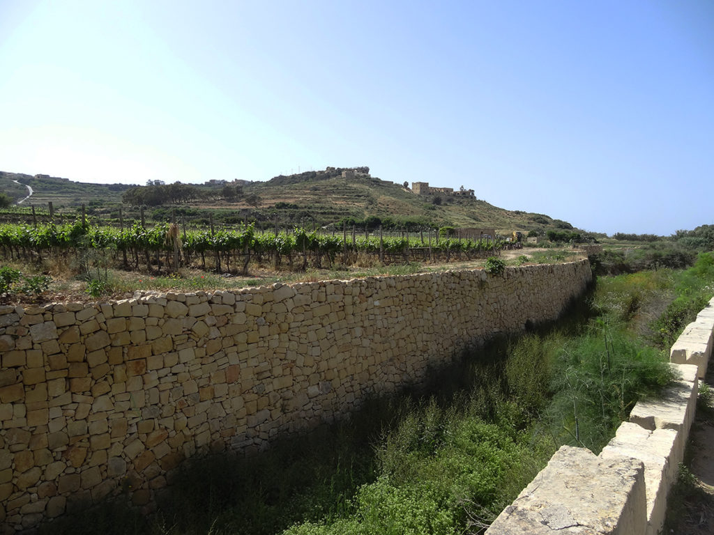 Vineyards