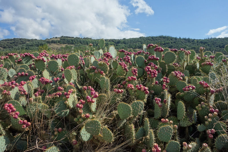 Cacti