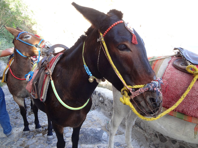 My donkey in Oia