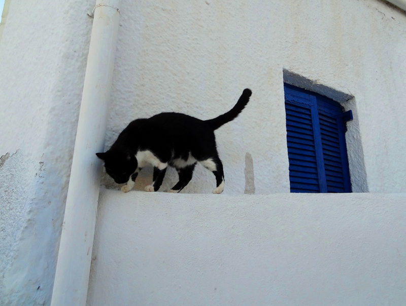 Cat on wall